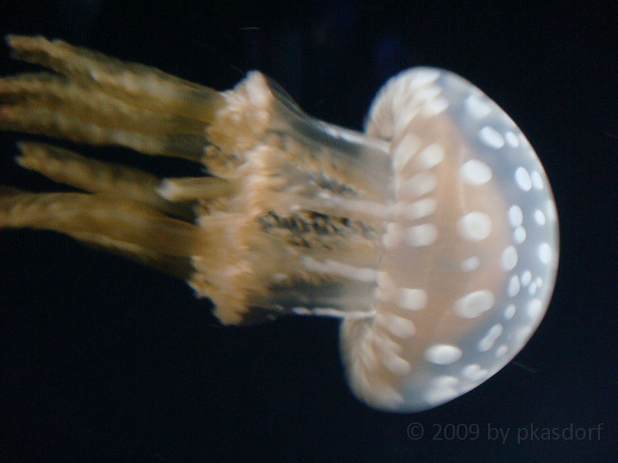 Baltimore [2009 July 02] 226.JPG - Scenes from Baltimore's Inner Harbor.